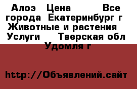 Алоэ › Цена ­ 150 - Все города, Екатеринбург г. Животные и растения » Услуги   . Тверская обл.,Удомля г.